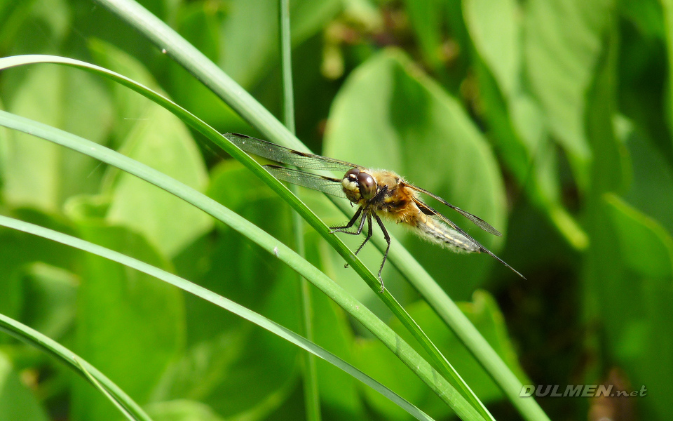 Four-spotted Chaser (Libellula quadrimaculata)